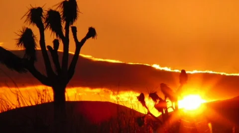 Joshua Tree HS 04 Time Lapse Sunset 18x Stock Footage 580982