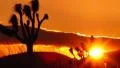Joshua Tree HS 04 Time Lapse Sunset 18x Footage