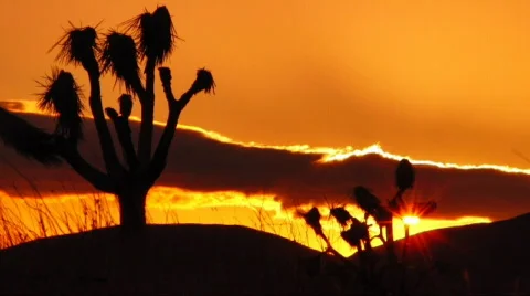 Joshua Tree HS 05 Sunset Loop 01 Stock Footage 580991