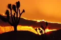 Joshua Tree HS 05 Sunset Loop 01 Footage
