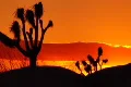 Joshua Tree HS 06 Sunset Loop 02 Footage
