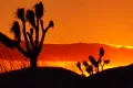 Joshua Tree HS 06 Sunset Loop 02 Web Footage