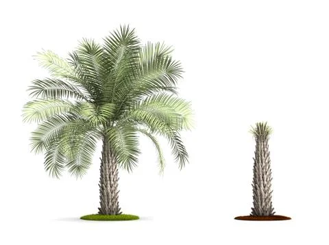 Joshua tree. Stock Illustration