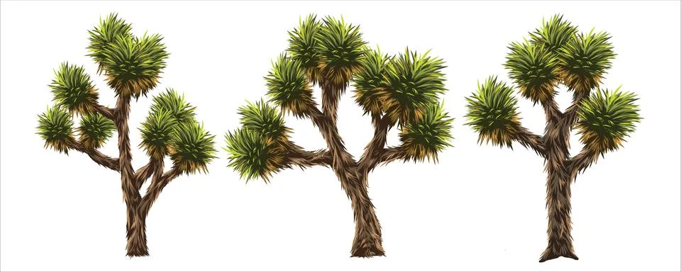 Joshua tree Stock Illustration