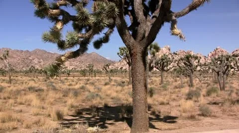 Joshua tree, Joshua Tree National Park, California (tilt) Stock Footage 8949853