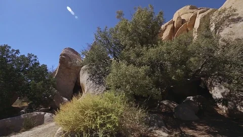 Joshua Tree Landscape Pan Stock Footage 83832658