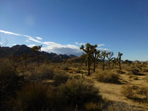 Joshua Tree Landscape Stock Photos