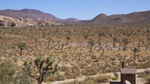 Joshua Tree Landscape road Stock Footage 83833686
