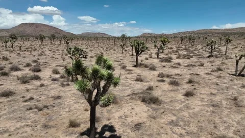 Joshua Tree Low Aerial Stock Footage 260512145