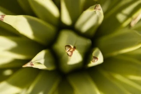 Joshua Tree Macro Stock Photos