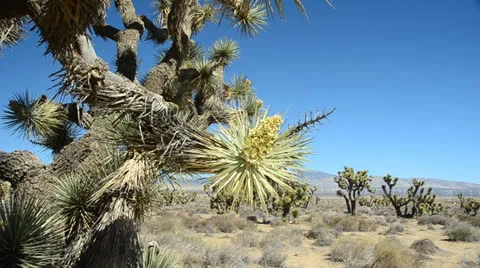 Joshua tree In Mohave Desert Stock Footage 26311915