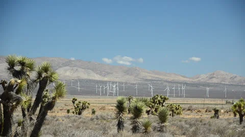 Joshua tree in Mohave Desert Stock Footage 26313803