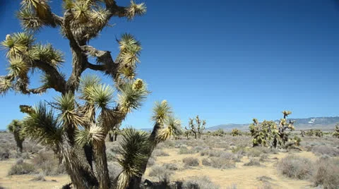Joshua Tree in Mohave Desert Stock Footage 26314296