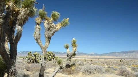 Joshua Tree in Mohave Desert Stock Footage 26315060