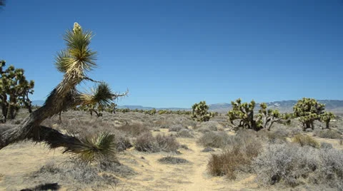 Joshua Tree in Mohave Desert Stock Footage 26324460