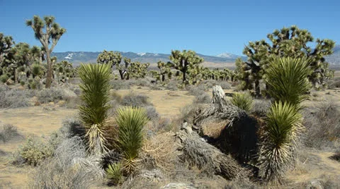 Joshua Tree in Mohave Desert Stock Footage 26324721