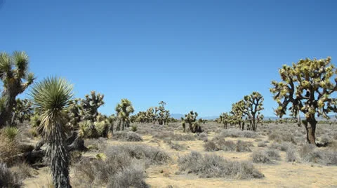 Joshua tree in Mohave Desert Stock Footage 26324776
