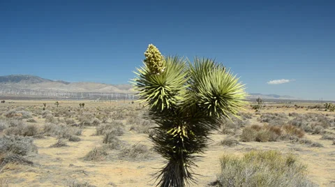 Joshua Tree in Mohave Desert Stock Footage 32220583