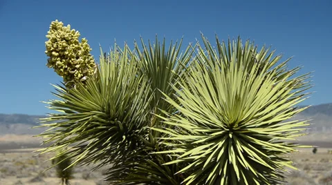 Joshua tree in the mojave desert Stock Footage 31474336
