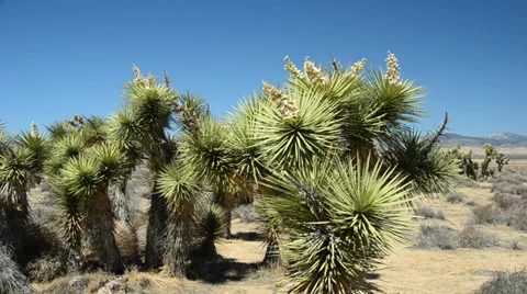 Joshua tree in the mojave desert Stock Footage 31474512
