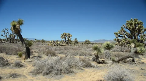 Joshua Tree in the mojave desert Stock Footage 32222350