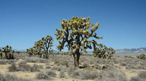 Joshua Tree in the mojave desert Stock Footage 32224124