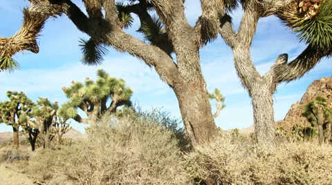 Joshua Tree in Mojave Desert 動画素材 33939755