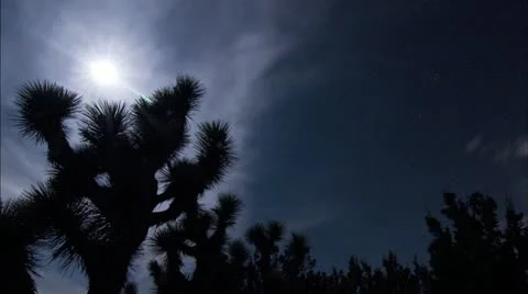 Joshua Tree Moon Stock Footage 12334772