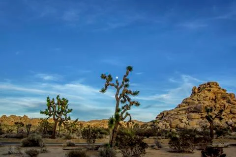 Joshua Tree Moon Stock Photos