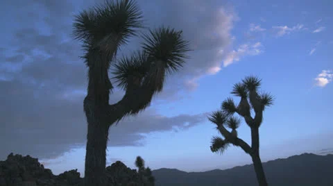 Joshua Tree moon rise Video stock 26120533
