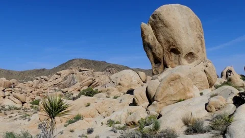 The Joshua Tree National Park Video stock 79916853