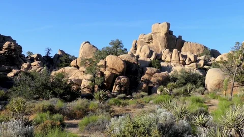 The Joshua Tree National Park Stock Footage 79937101