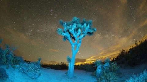 Joshua Tree at Night Stock Footage 8556949