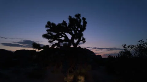 Joshua Tree at night Vídeo Stock 345292701