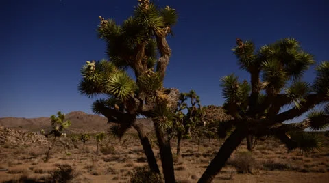 Joshua Tree At Night Full Moon - Time La 