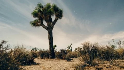 Joshua Tree at Night Slide 85100908
