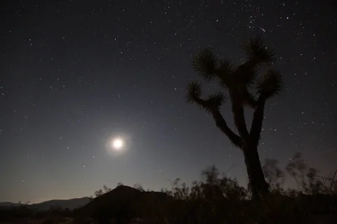 Joshua Tree Night Timelapse Stock Footage 72653201