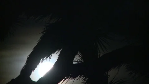 Joshua tree night timelapse Stock Footage 74089934