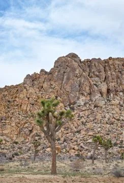 Joshua tree NP Stock Photos