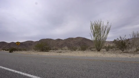 Joshua Tree Ocatillo Patch Stock-Footage 124396243