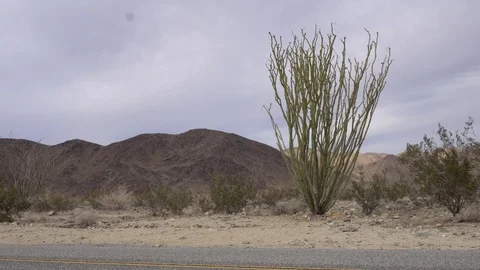 Joshua Tree Ocatillo Patch Vídeos de archivo 124396258