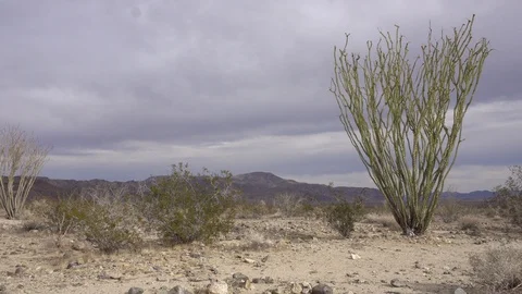 Joshua Tree Ocatillo Patch Video stock 124396285