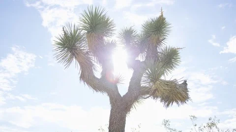 Joshua Tree Orbit 4k Stock Footage 79662779