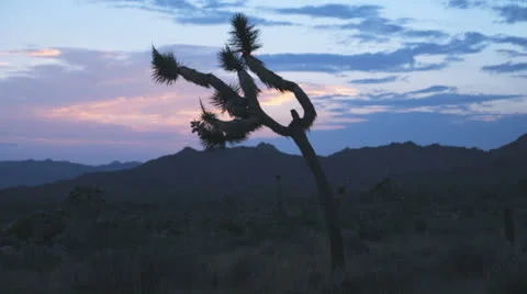 Joshua Tree over timelapsed sky Stock Footage 26115551