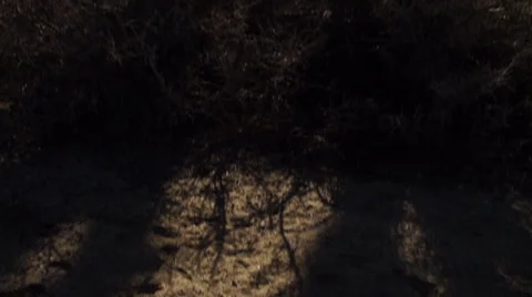 Joshua Tree Pan 240FPS Stock Footage 34041107