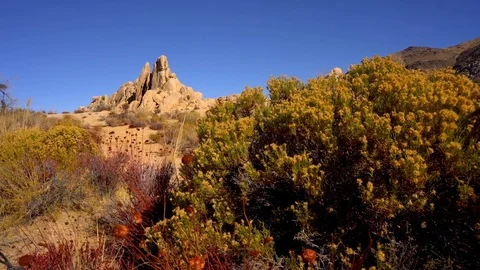 Joshua Tree pan in the desert Stock Footage 102737609