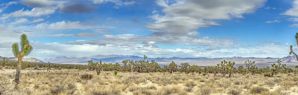 Joshua Tree panorama with dramatic clouds in Mojave Desert California 库存照片