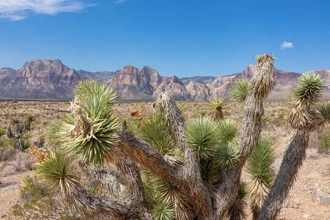 Joshua tree with panoramic view of limestone peaks Mount Wilson, Bridge and.. Stock Photos