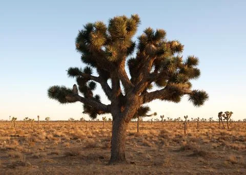 The joshua tree Stock Photos