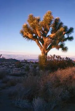Joshua tree Stock Photos